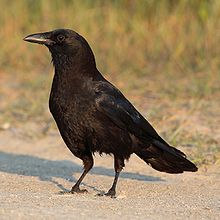 220px-Corvus-brachyrhynchos-001